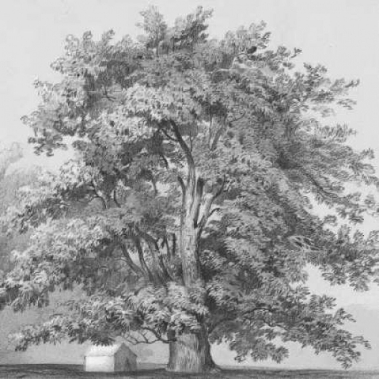 Silver Majesty II Poster Print by Samuel Williams - Item # VARPDXCC3241